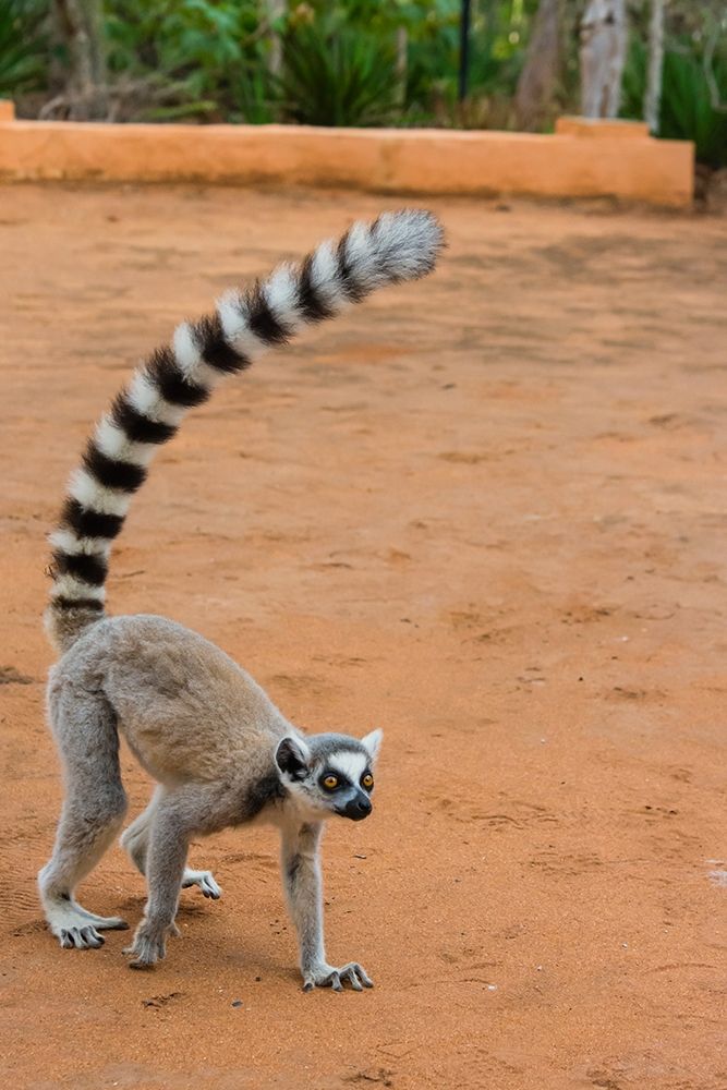 Madagascar-Berenty-Berenty Reserve Ring-tailed lemur walking art print by Inger Hogstrom for $57.95 CAD